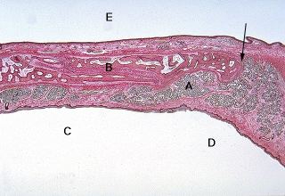 Hard Palate Histology