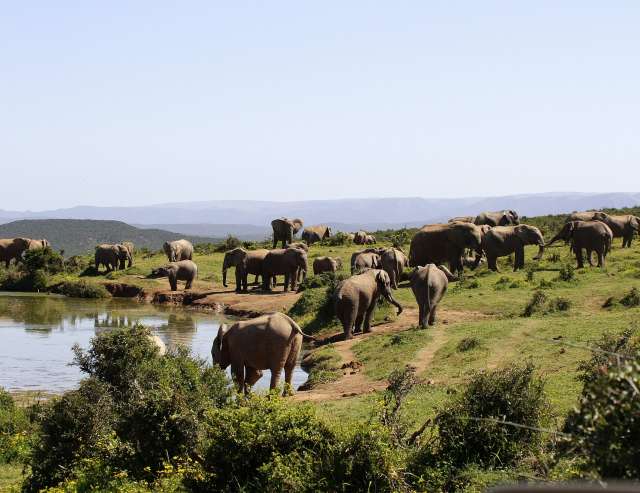 Addo Elephant Park