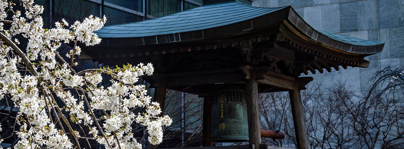 Japanese Peace Bell and cherry blossoms at UN Headquarters 