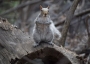 Grey squirrel.