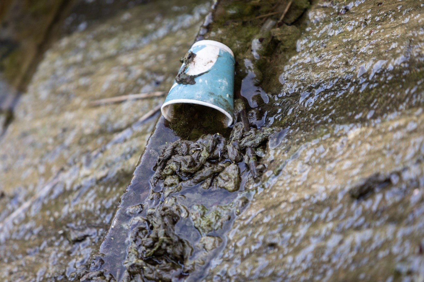 A mug lying in the dirt on campus.