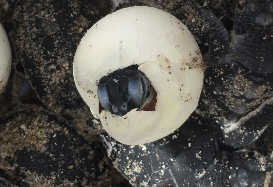 Black head of a sea turtle hatching from an egg.