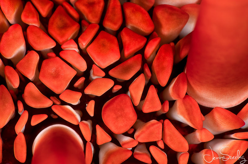 Red Pencil Urchin. Nikon D780, f/32, 1/200, ISO 100 Photo by Jenna Szerlag