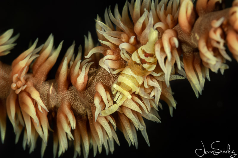 Close up of Barred Shrimp on same wire coral as above. Nikon D780, 105mm Lens, f/18, 1/200, ISO 100 Photo by Jenna Szerlag 