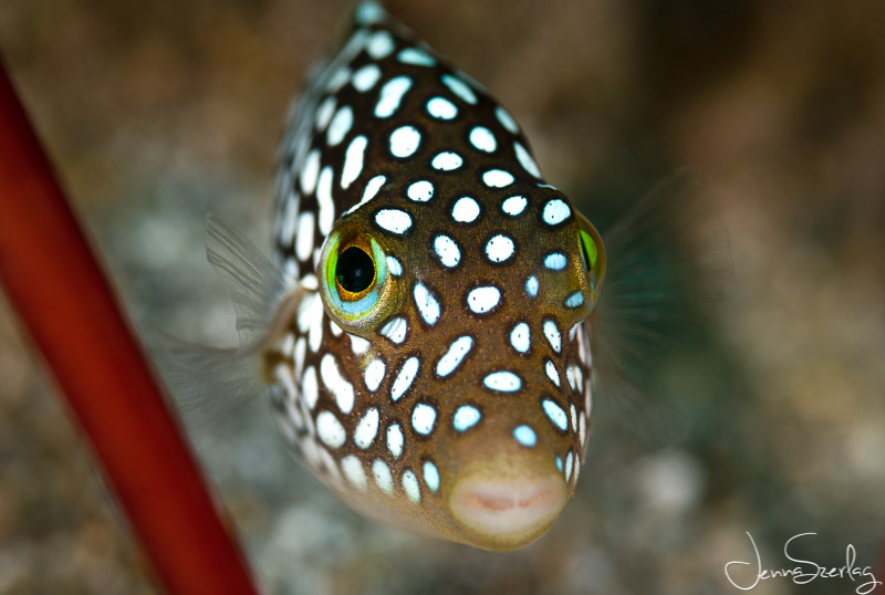 Endemic 2" long Hawaiian White Spotted Toby. Nikon D780, 105mm Lens, f/13, 1/200, ISO 100 Photo by Jenna Szerlag