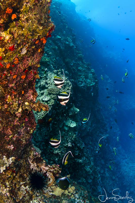 Penant Butterflyfish. Nikon D780 f/9, 1/125, ISO 200 Photo by Jenna Szerlag