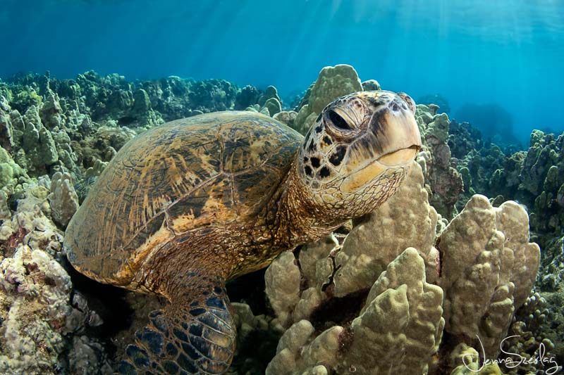 Hawaiian Green Sea Turtle. Nikon D780 f/13, 1/125, ISO 200 Photo by Jenna Szerlag