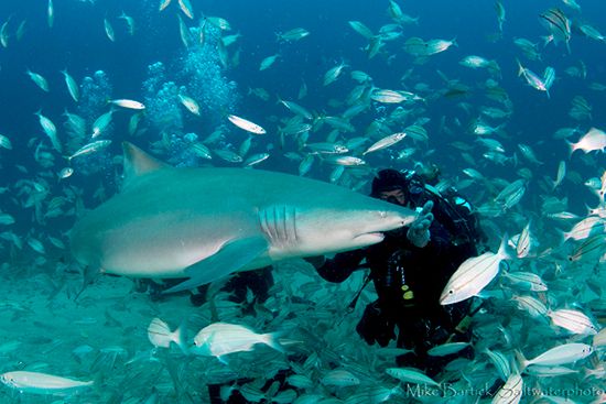 Lemon Shark in Florida