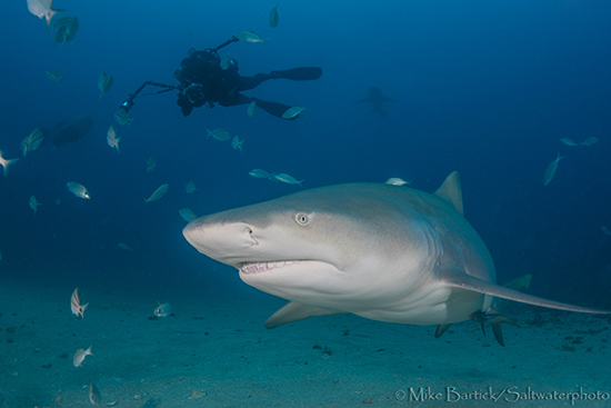 Lemon Shark in Florida