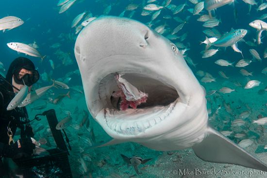 Lemon Shark in Florida