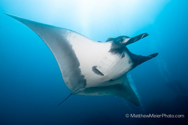 Manta