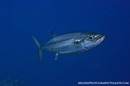 Kosrae fish