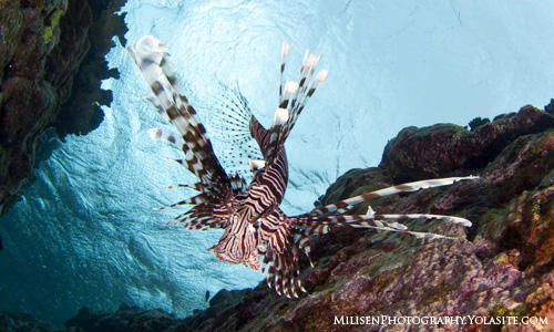 Korse Lionfish