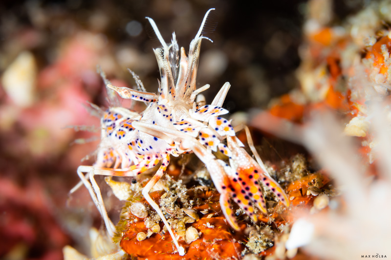 Spiny tiger shrimp in the muck