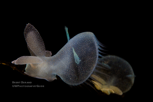 Melibe Nudibranch