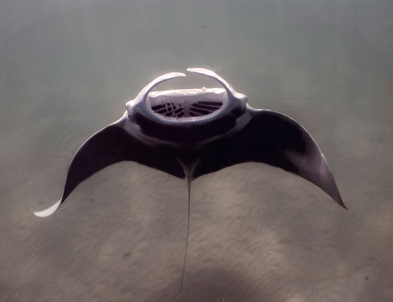 Giant Manta Ray