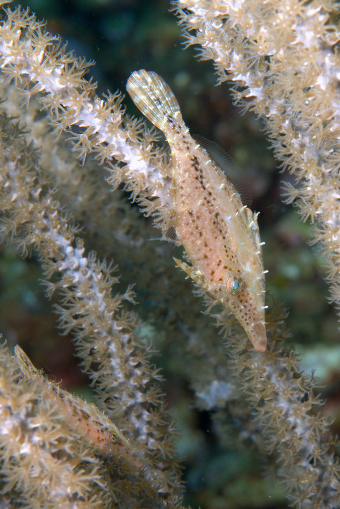 Slender Filefish