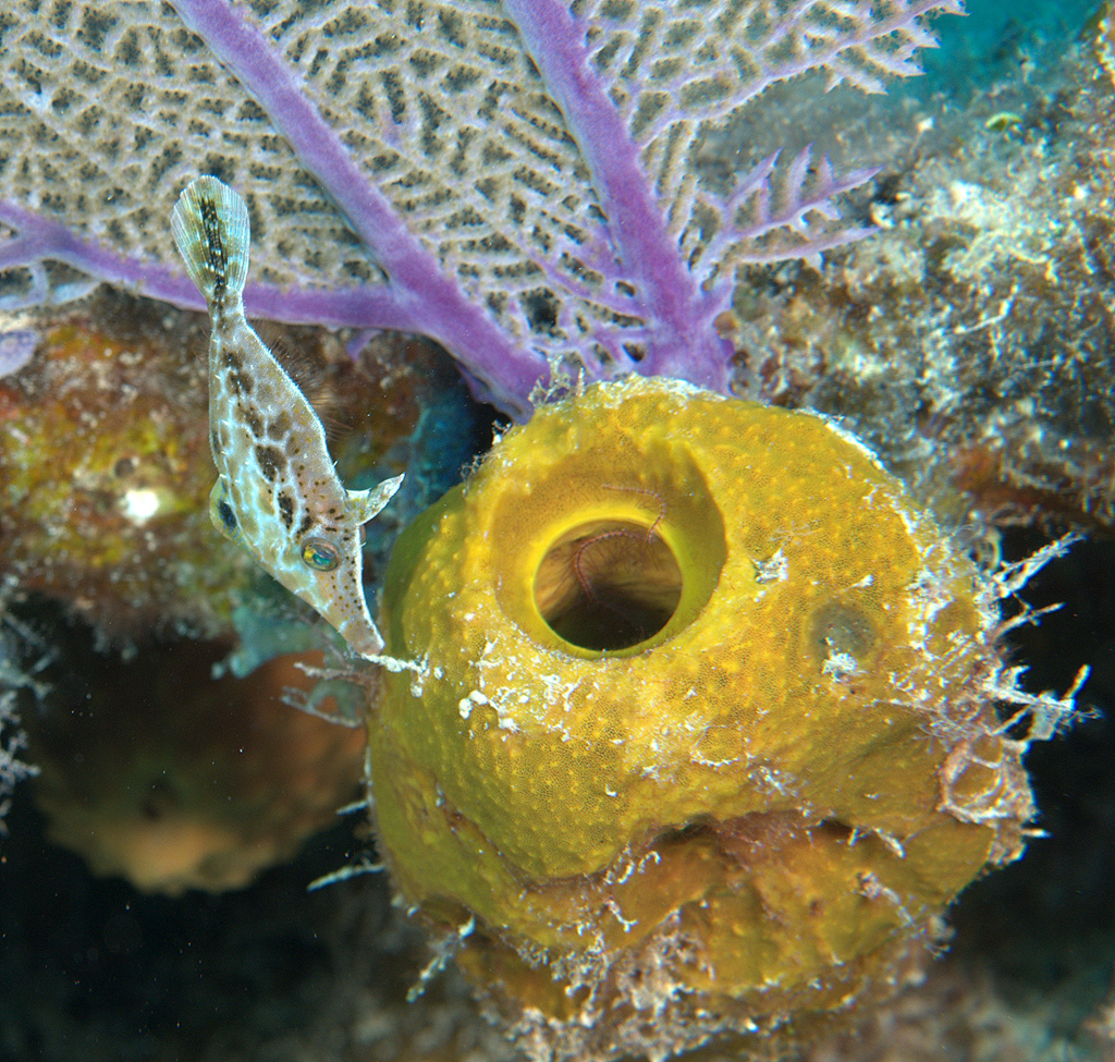 Slender Filefish