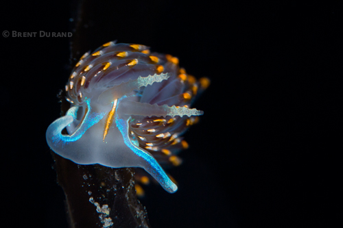 Hermissenda Crassicornis nudibranch