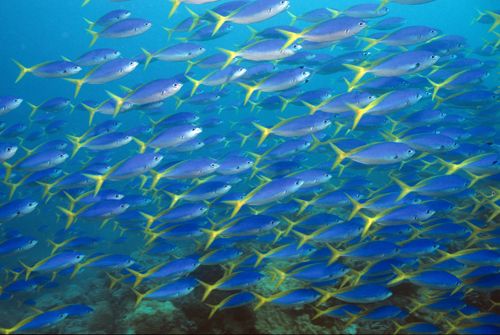 schooling fish in papua new guinea underwater