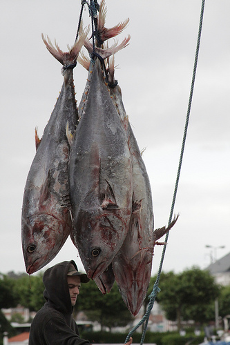 bluefin tuna