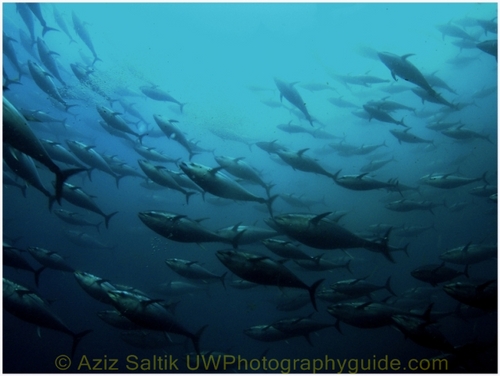 bluefin tuna underwater, turkey