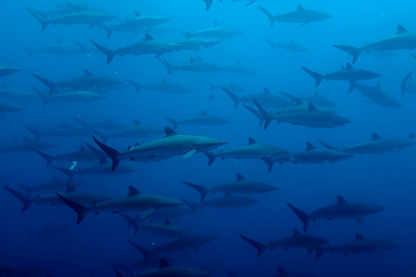 silky sharks at Malpelo island