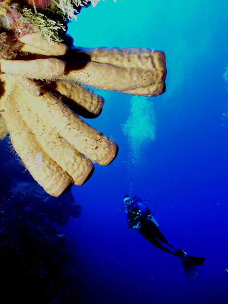 caribbean wall diving