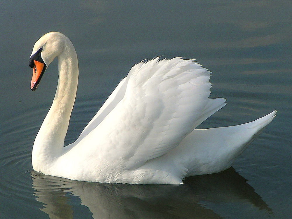 National Bird Of Ukraine