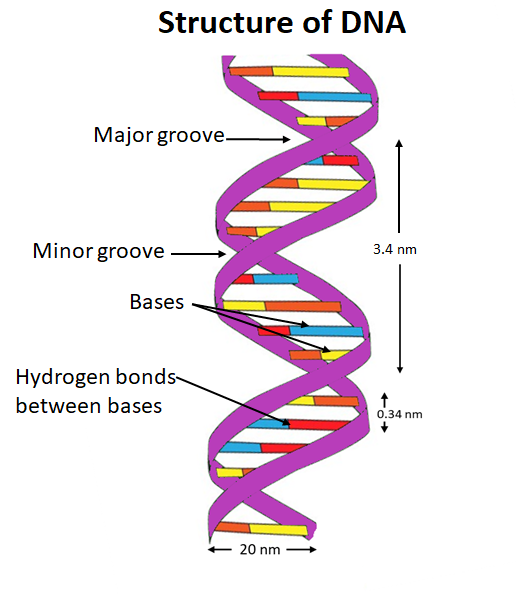 What is the full turn of a DNA helix?