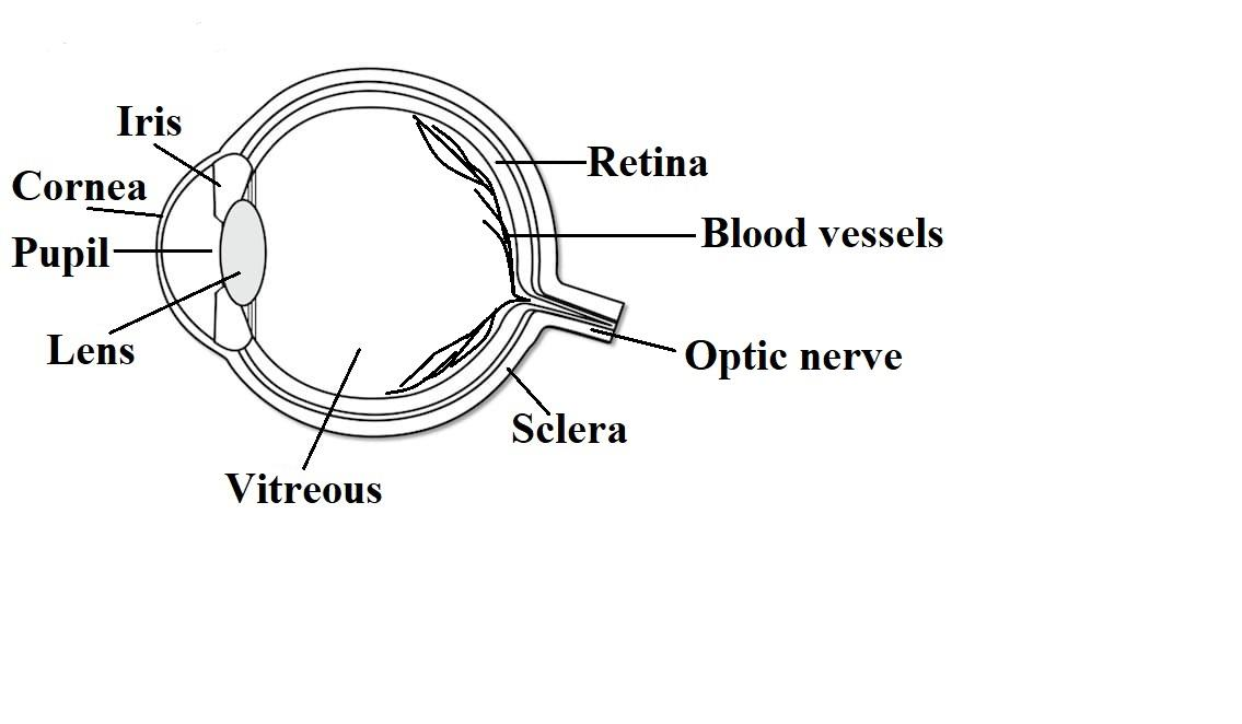 Discover 73+ human eye sketch diagram super hot - seven.edu.vn