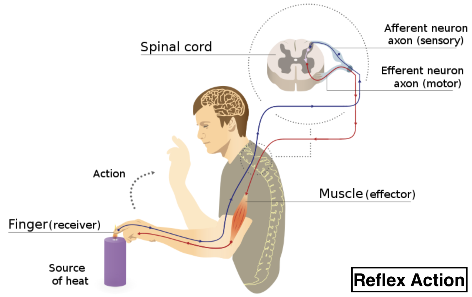 Diagram Of The Reflex Arc