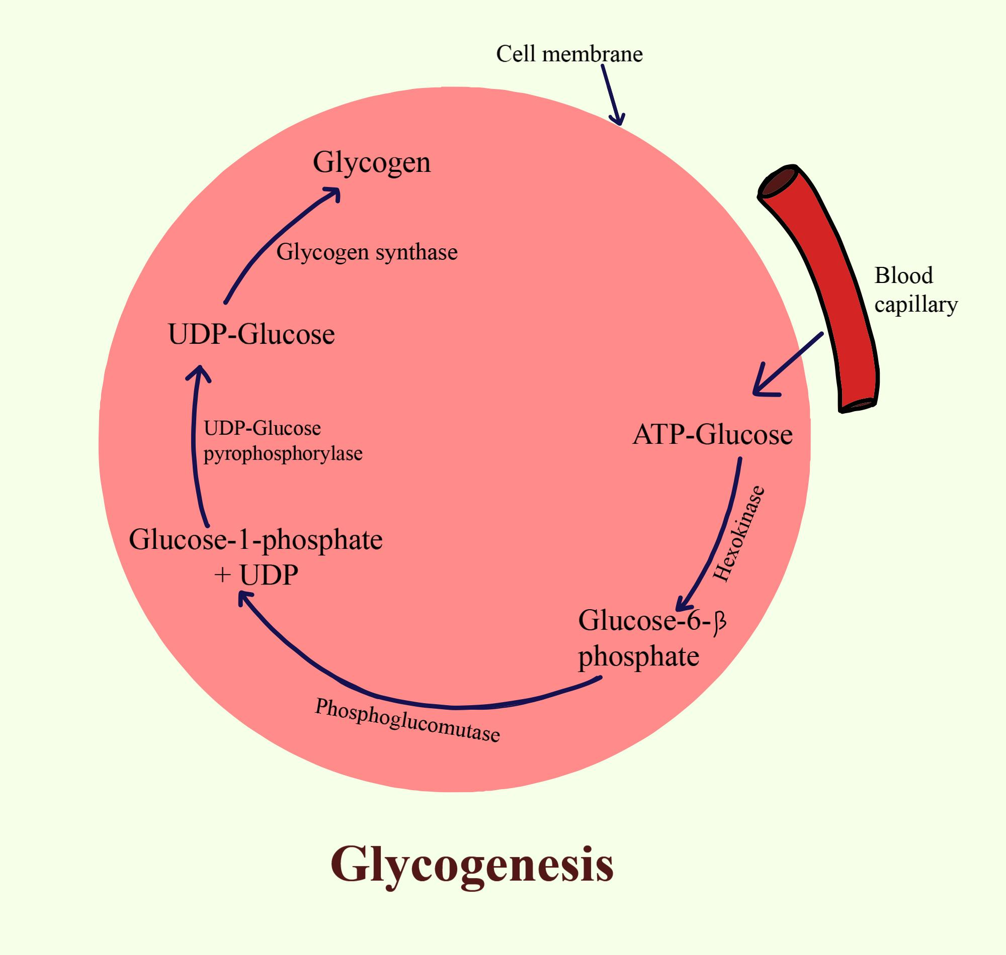 Gluconeogenesis Cycle