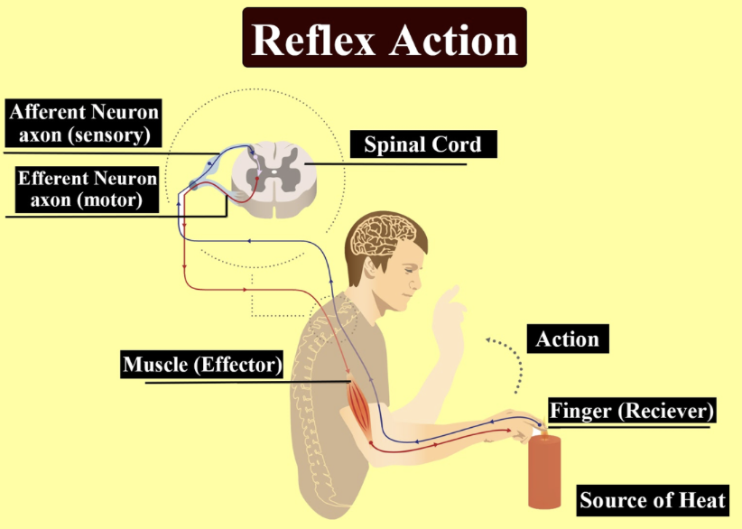 Exploring the Essence of Reflex in DSLR Photography – Mecam.me