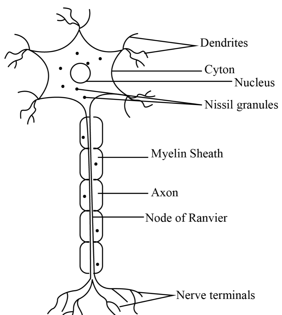 Nerve Cell Diagram And Function Neuron Cell Model Labeled