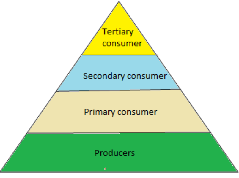 Blank Pyramid Of Numbers