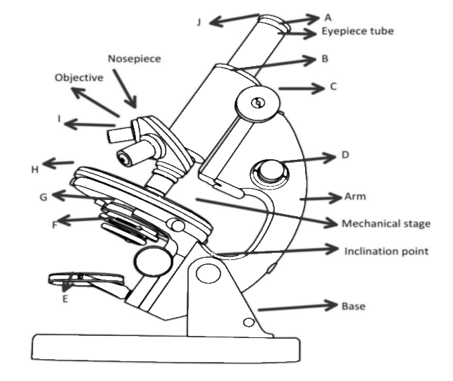 Draw A Neat Labelled Diagram Of A Compound Microscope - vrogue.co