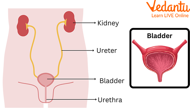 Female Urinary System