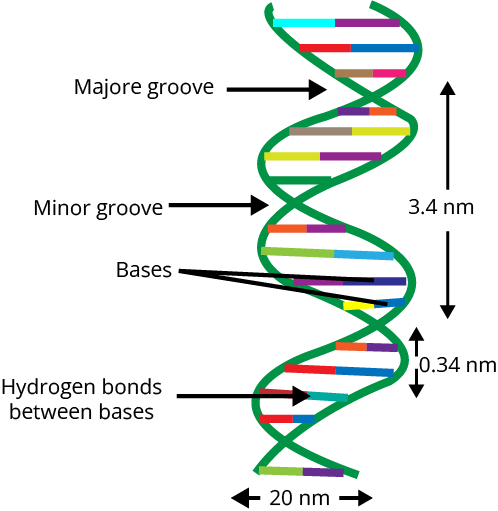 NEET Molecular Basis of Inheritance Important Concepts and Tips for ...