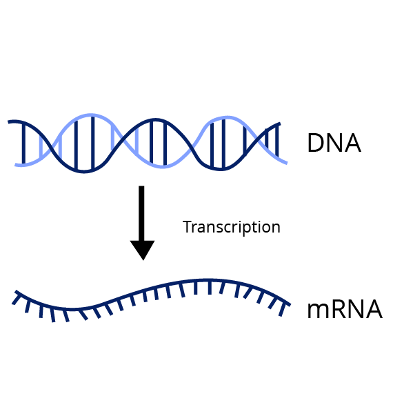 Maharashtra Board Class 12 Solutions for Biology Chapter 4 Molecular ...