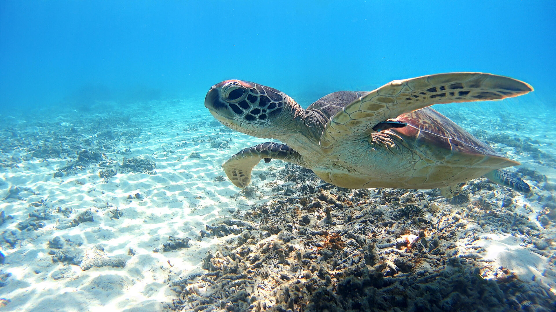 渡嘉敷島の海とウミガメ