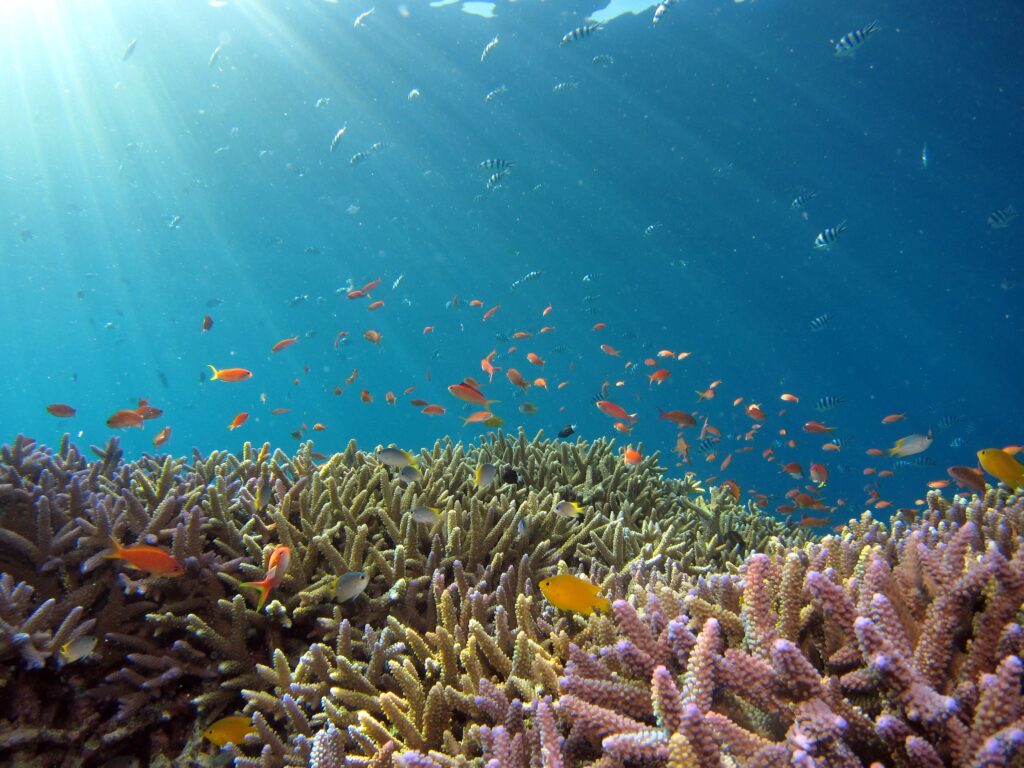 サンゴと熱帯魚が生きる島の美しい海