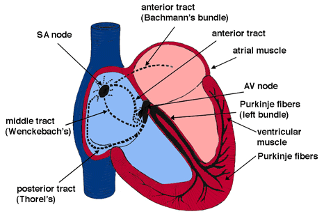 Labeled Heart Diagram With Functions