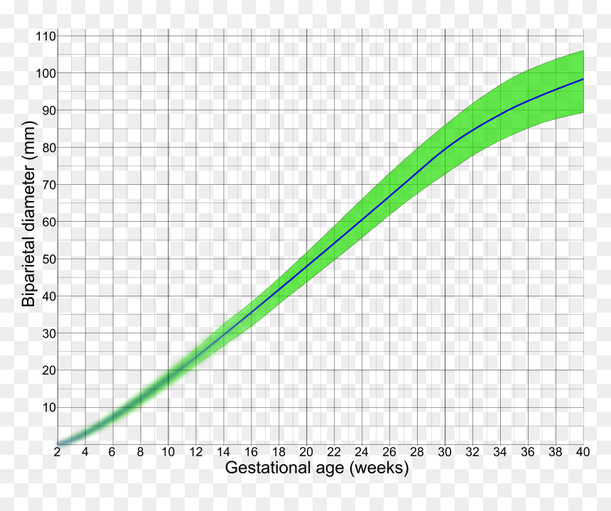 Biparietal Diameter By Gestational Age - Istanbul Doner Kebab, HD Png ...