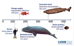 Old and cold: extreme longevity in Greenland sharks | Virginia ...