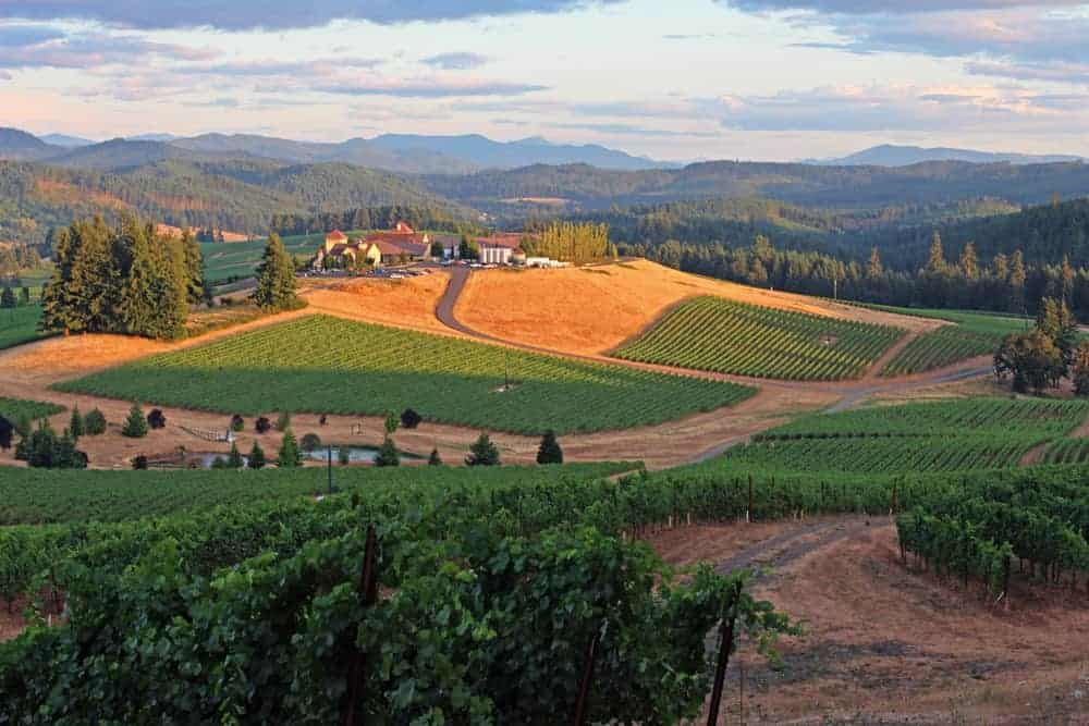 Vineyard in the Willamette Valley with vines on sloping hills.