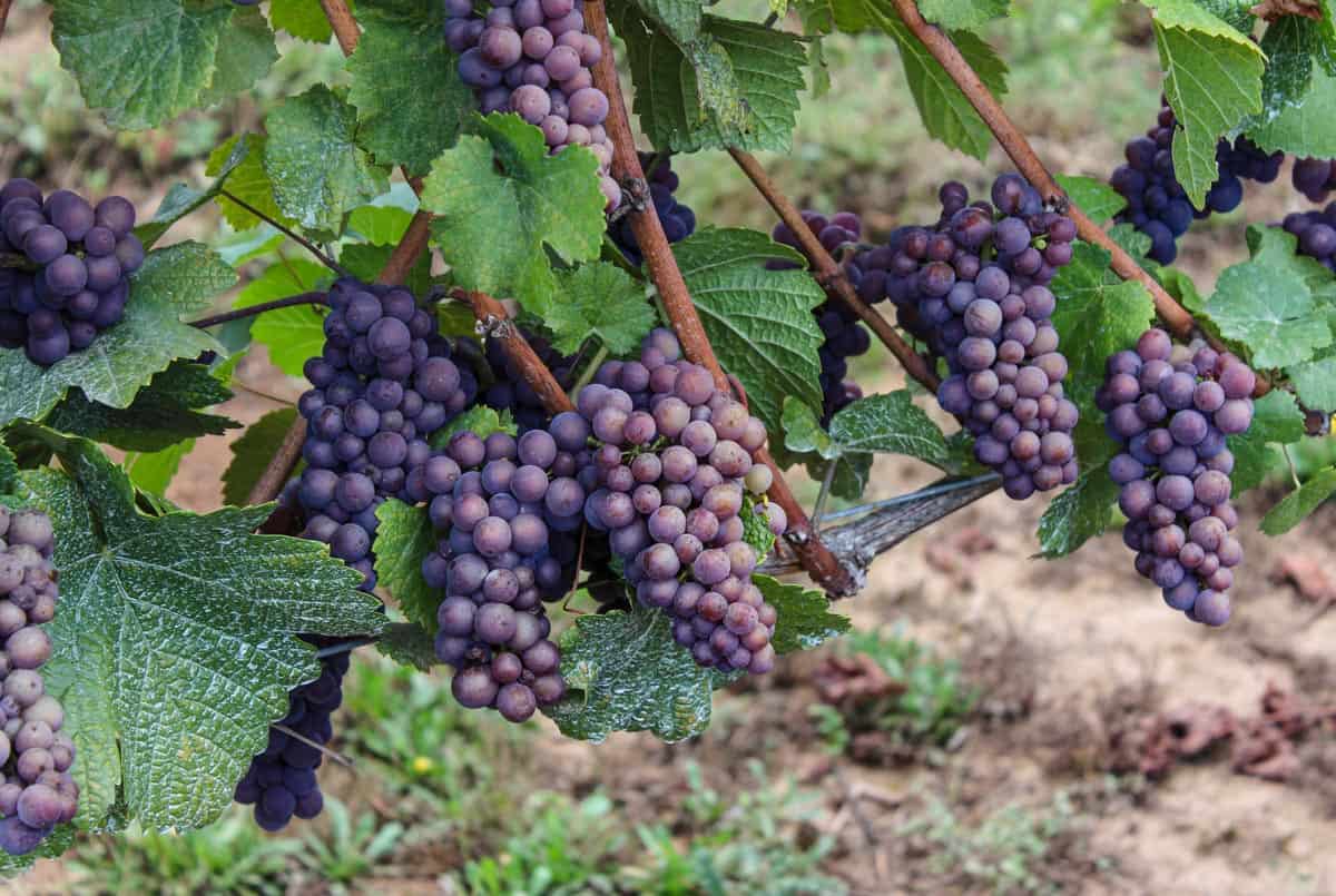 Pinot Gris wine grapes on the vine