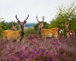 Deer at Arne nature reserve