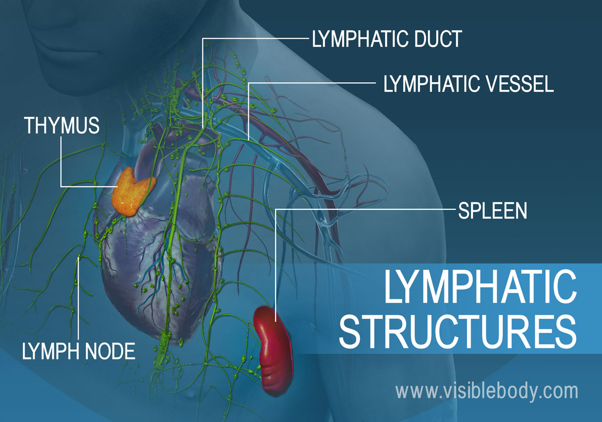 Lymphatic System Organs