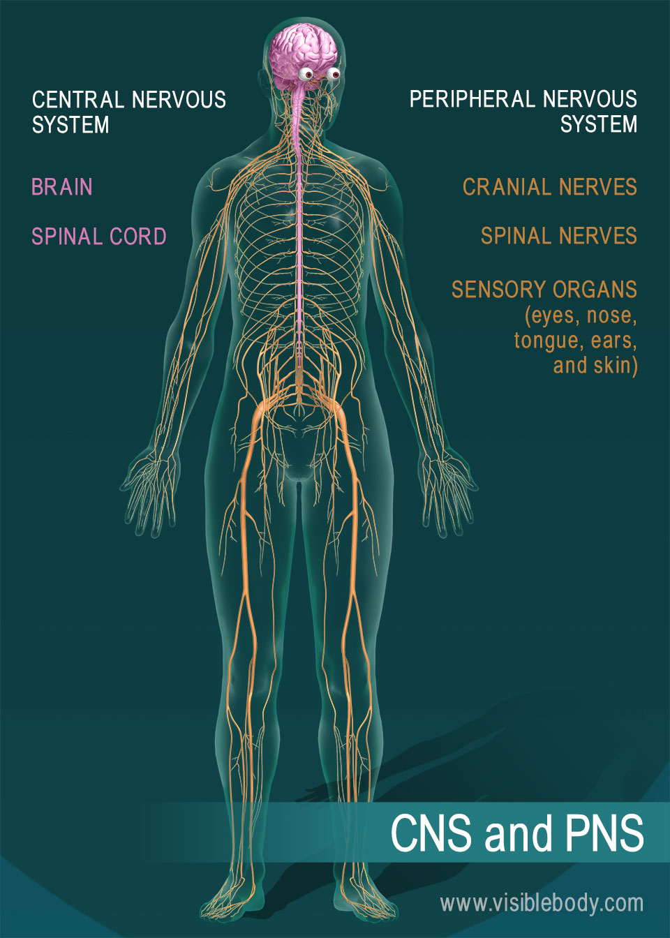 Map Of Nerves In Human Body